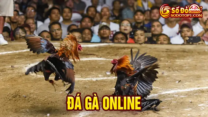 Đá gà online sodo