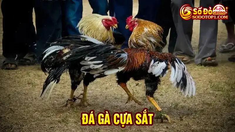 Đá gà cựa sắt