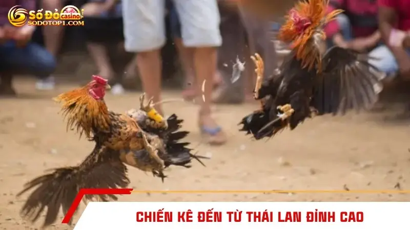 Chiến kê đến từ Thái Lan đỉnh cao