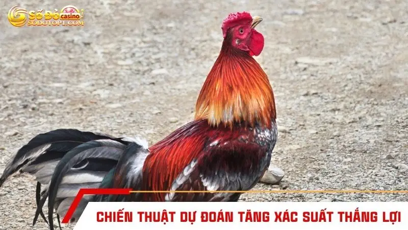 Chiến thuật dự đoán tăng xác suất thắng lợi