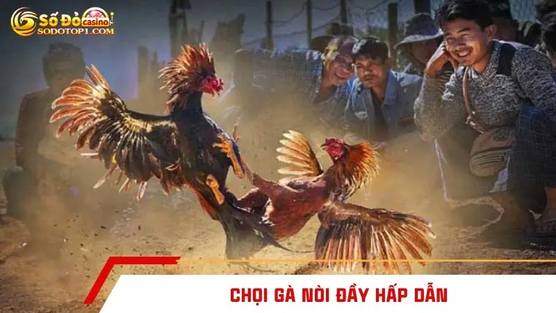 Chọi gà nòi đầy hấp dẫn
