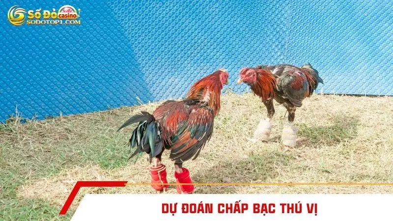 Dự đoán chấp bạc thú vị