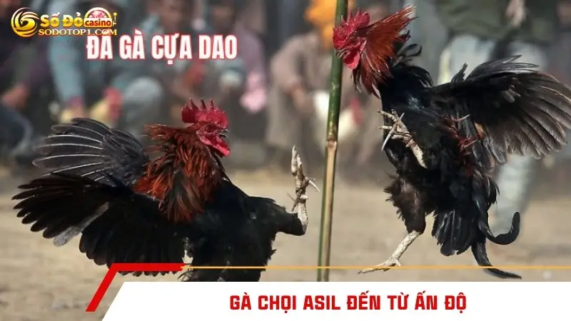 Gà chọi Asil đến từ Ấn Độ