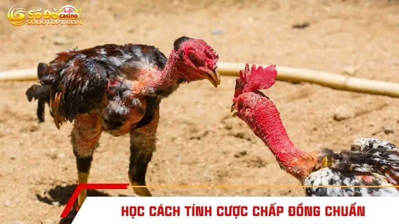 Học cách tính cược chấp đồng chuẩn