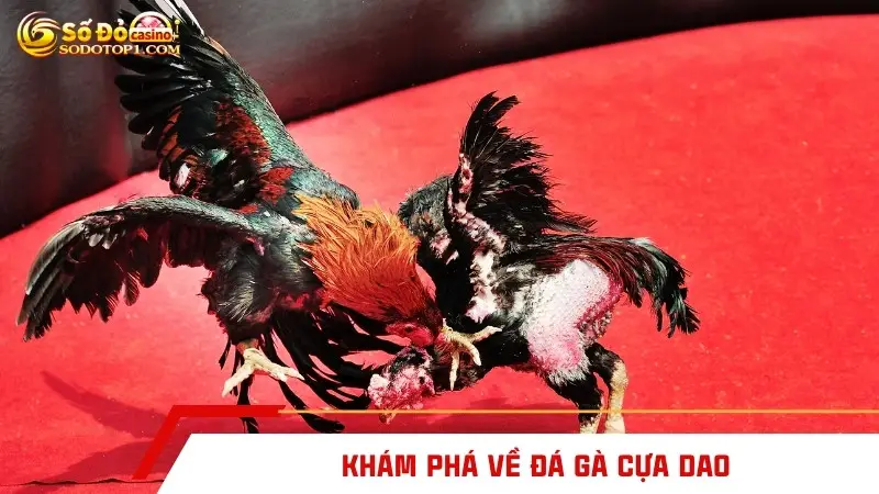 Khám phá về đá gà cựa dao