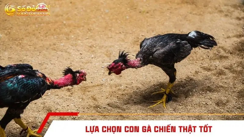 Lựa chọn con gà chiến thật tốt