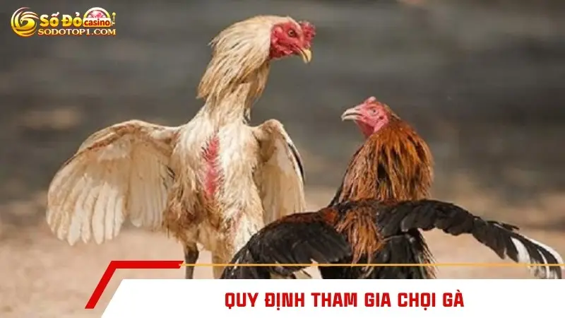 Quy định tham gia chọi gà