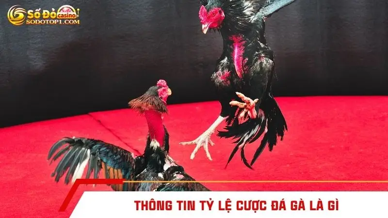 Thông tin tỷ lệ cược đá gà là gì