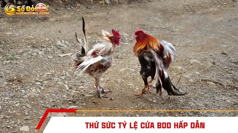 Thử sức tỷ lệ cửa BDD hấp dẫn