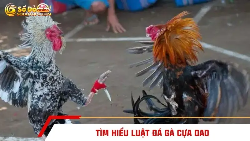 Tìm hiểu luật đá gà cựa dao
