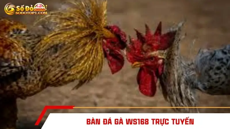 Bàn đá gà WS168 trực tuyến