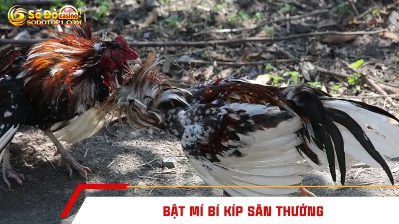 Bật mí bí kíp săn thưởng