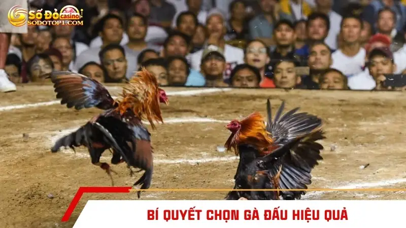 Bí quyết chọn gà đấu hiệu quả