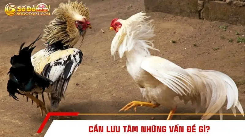 Cần lưu tâm những vấn đề gì?
