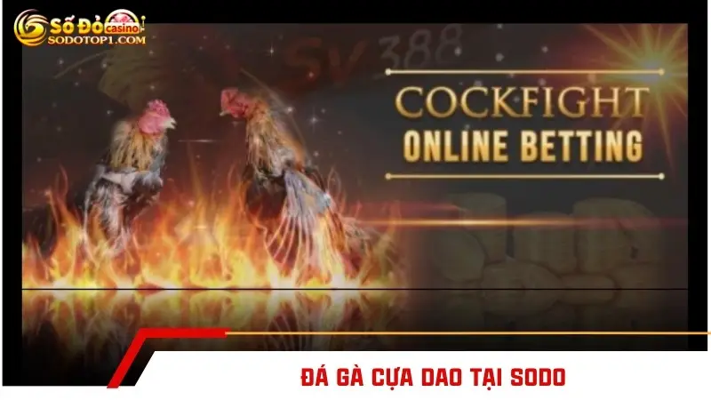 Đá gà cựa dao tại SODO