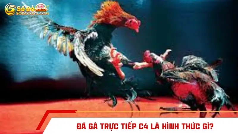 Đá gà trực tiếp C4 là hình thức gì?