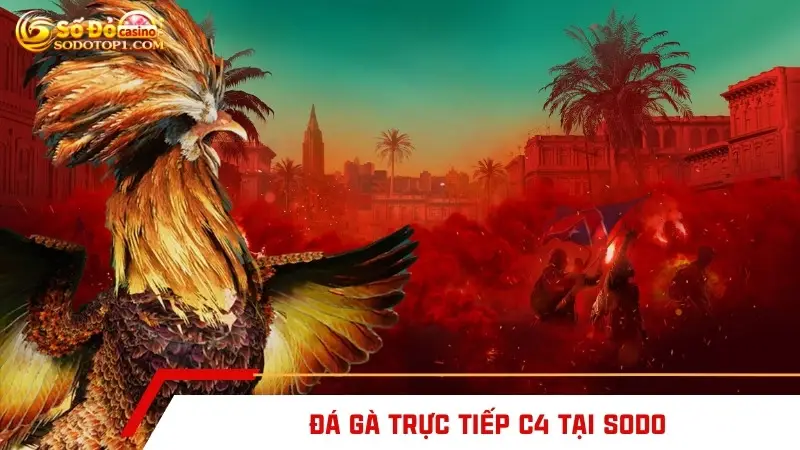 Đá gà trực tiếp C4 tại SODO
