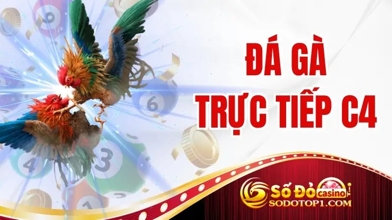Đá gà trực tiếp C4