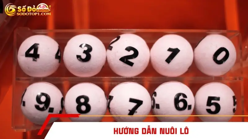 Hướng dẫn nuôi lô