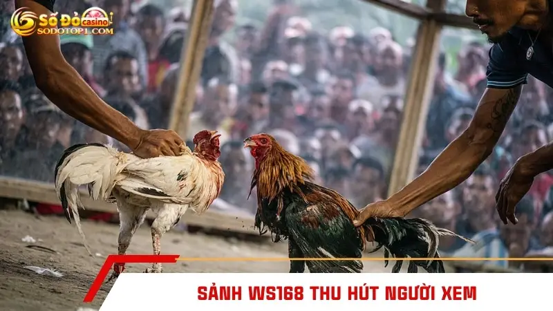 Sảnh WS168 thu hút người xem