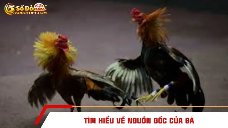 Tìm hiểu về nguồn gốc của gà